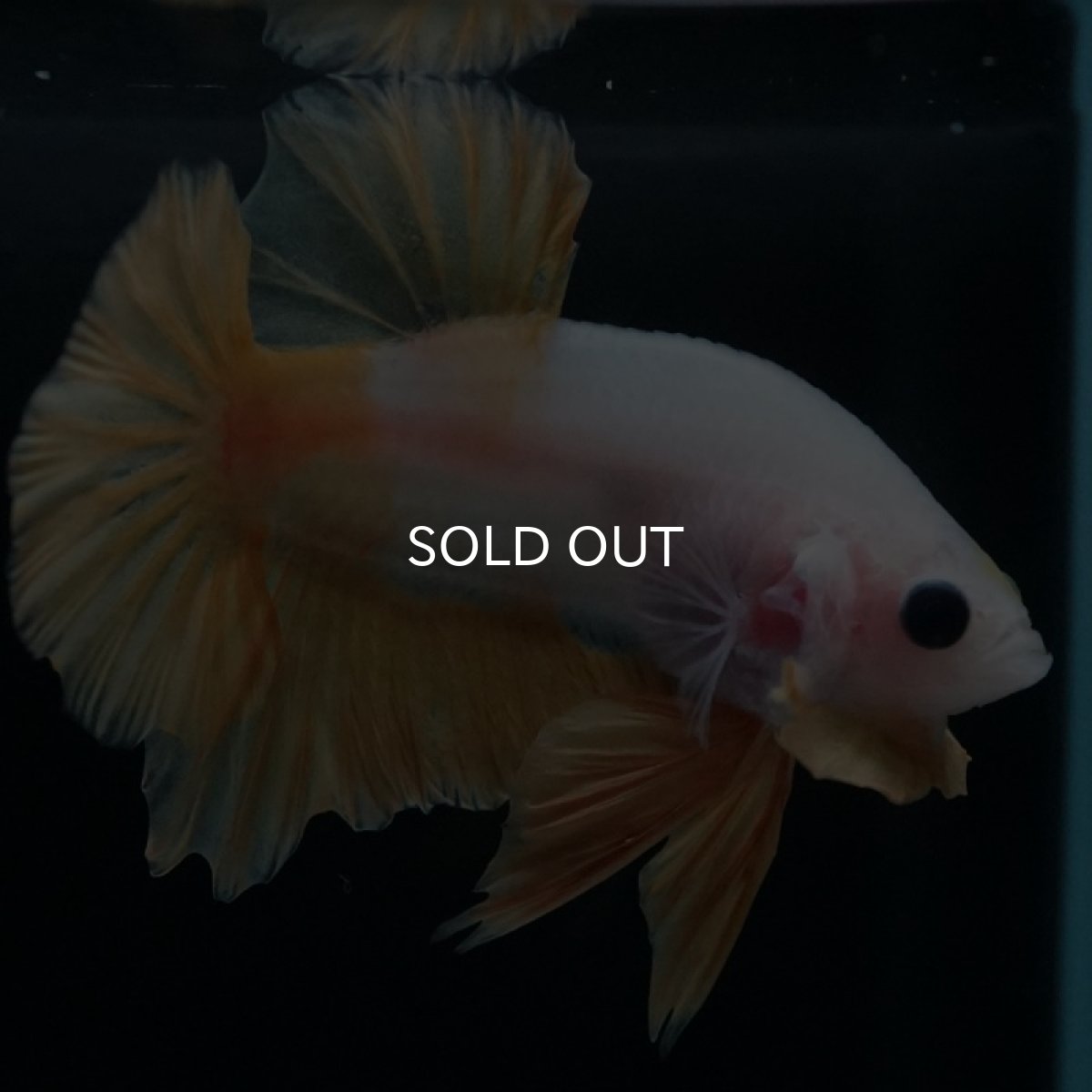 画像4: HMPK　イエローファンシー (4)