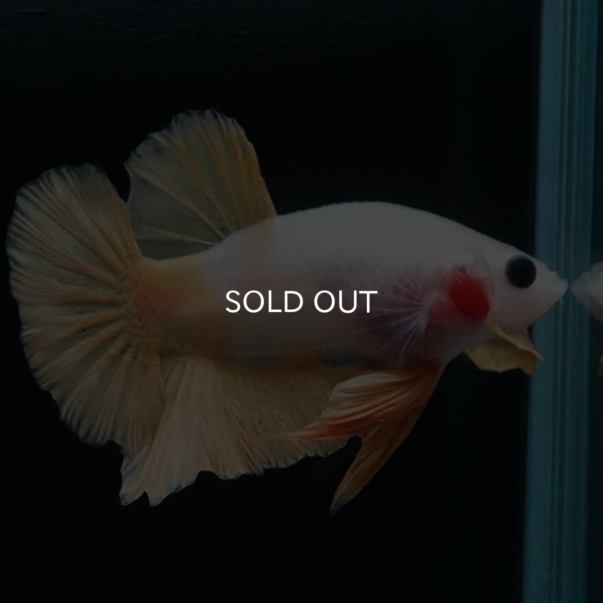 画像3: HMPK　イエローファンシー (3)