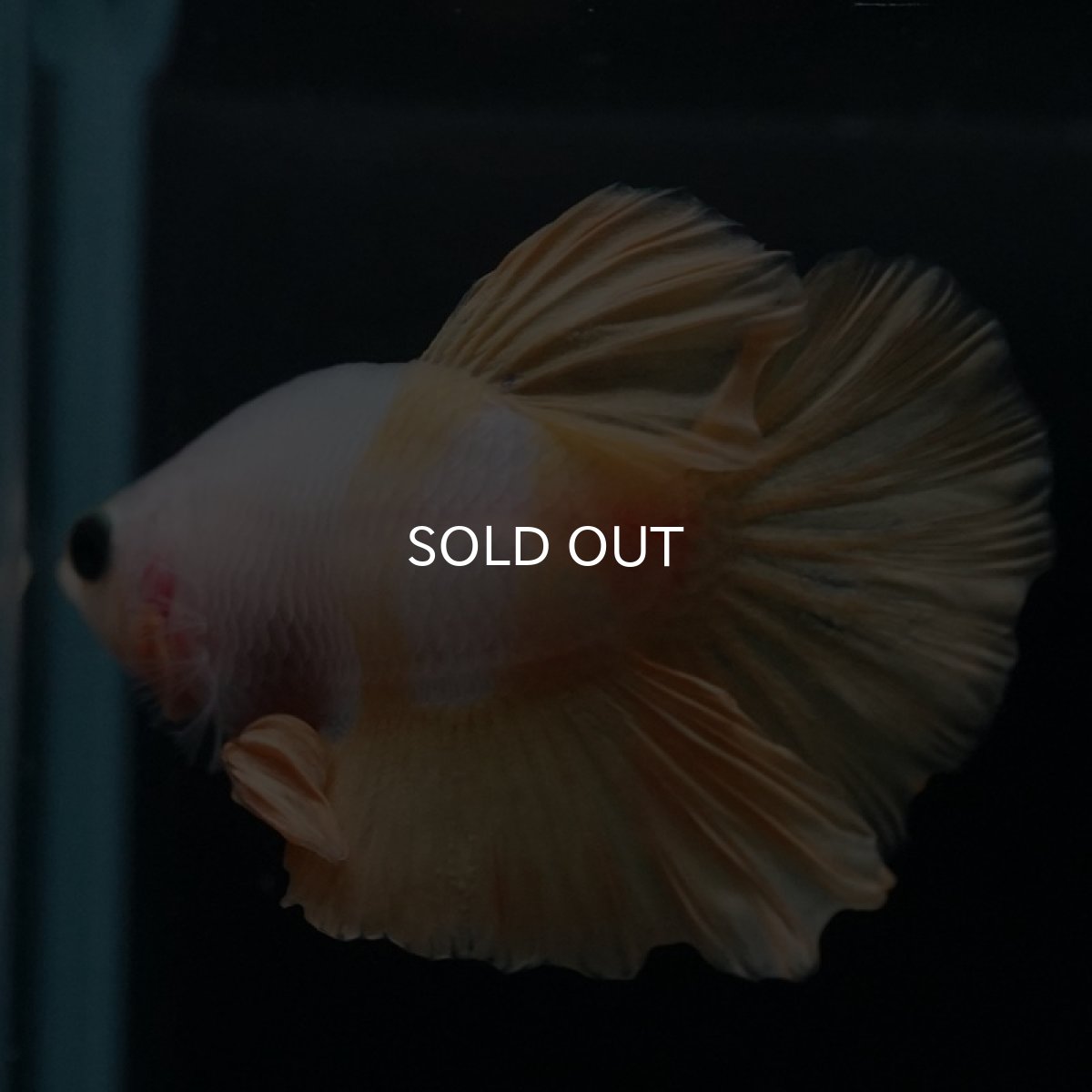 画像2: HMPK　イエローファンシー (2)