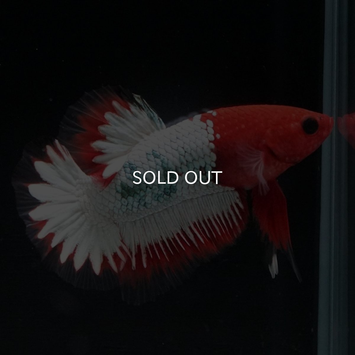 画像9: HMPK ヘルボーイホワイトスケール (9)