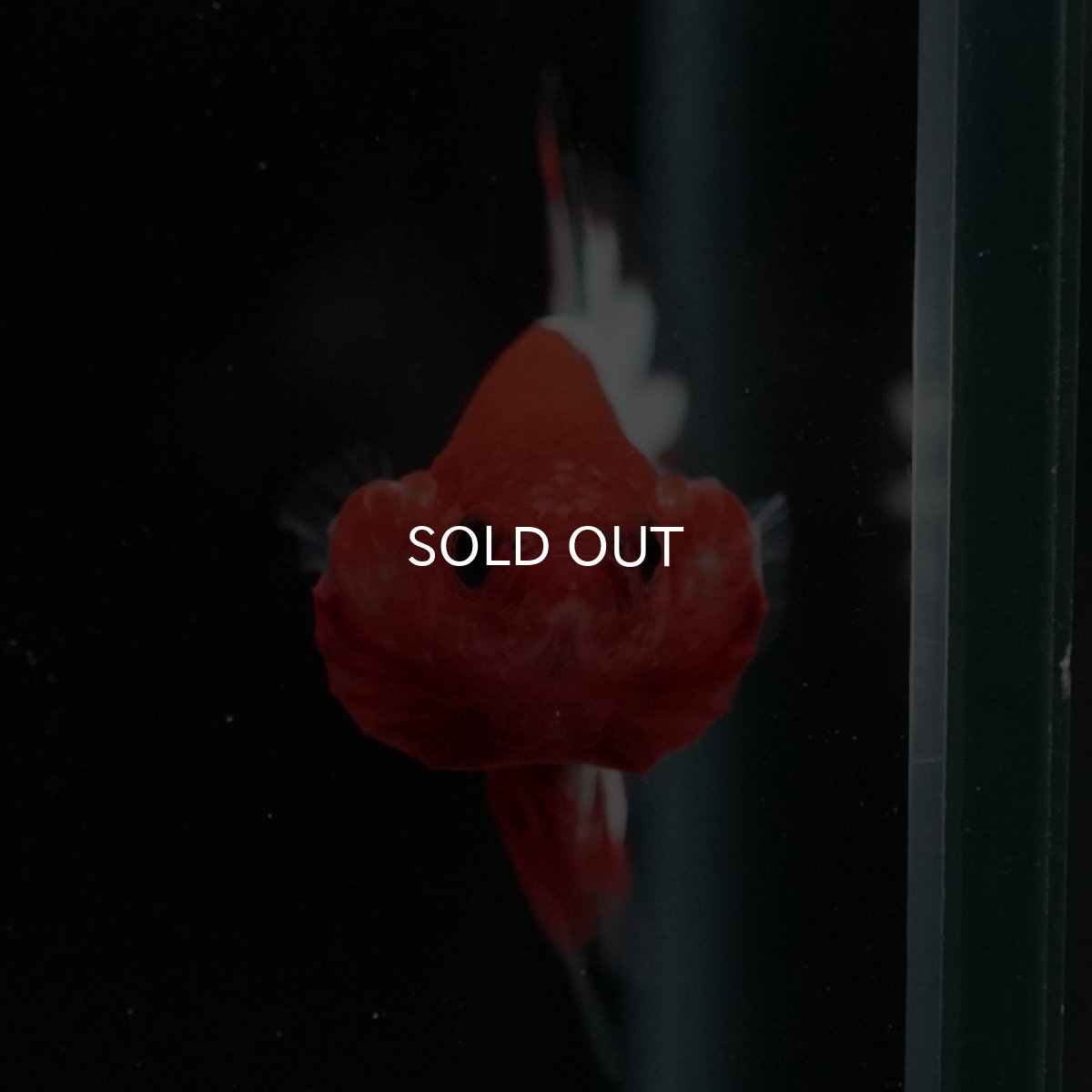 画像3: HMPK ヘルボーイホワイトスケール (3)