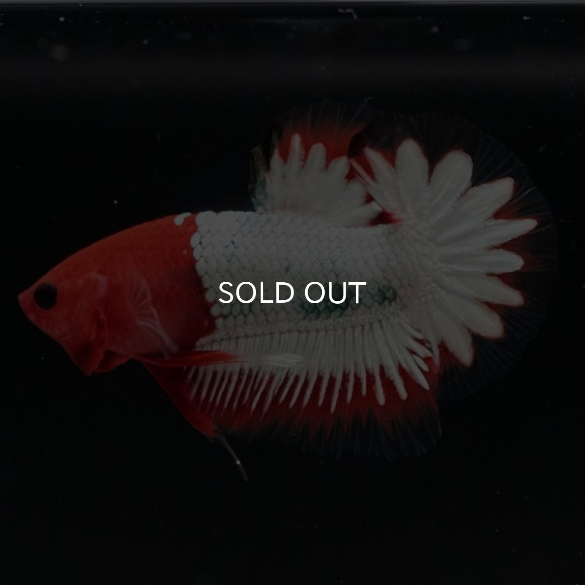 画像8: HMPK ヘルボーイホワイトスケール (8)