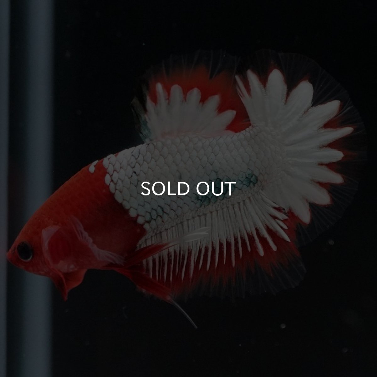 画像7: HMPK ヘルボーイホワイトスケール (7)