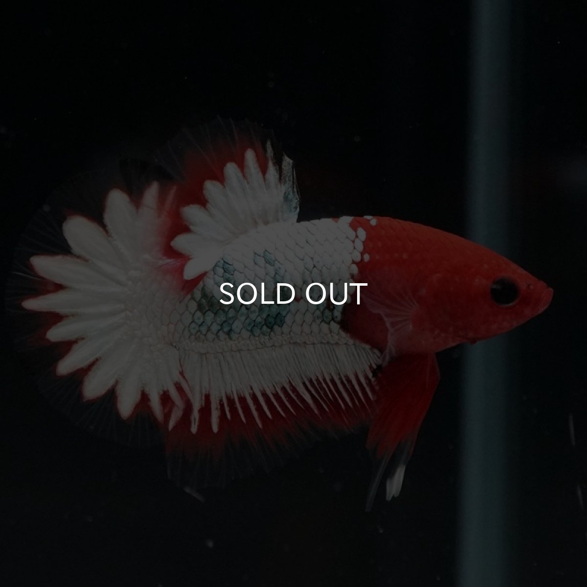 画像2: HMPK ヘルボーイホワイトスケール (2)