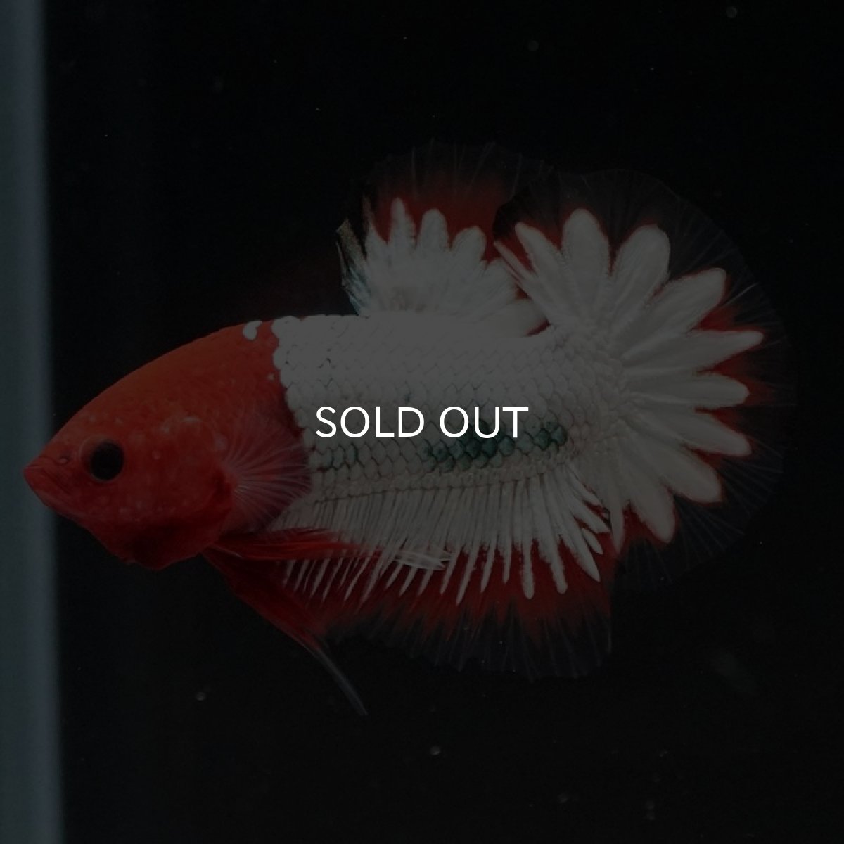 画像6: HMPK ヘルボーイホワイトスケール (6)