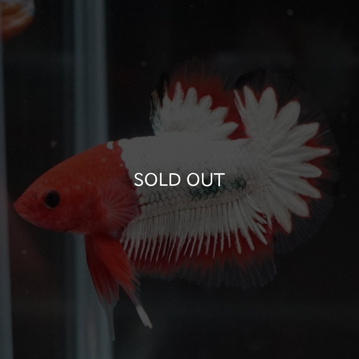 画像5: HMPK ヘルボーイホワイトスケール (5)