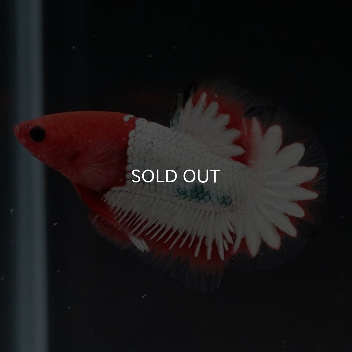 画像4: HMPK ヘルボーイホワイトスケール (4)