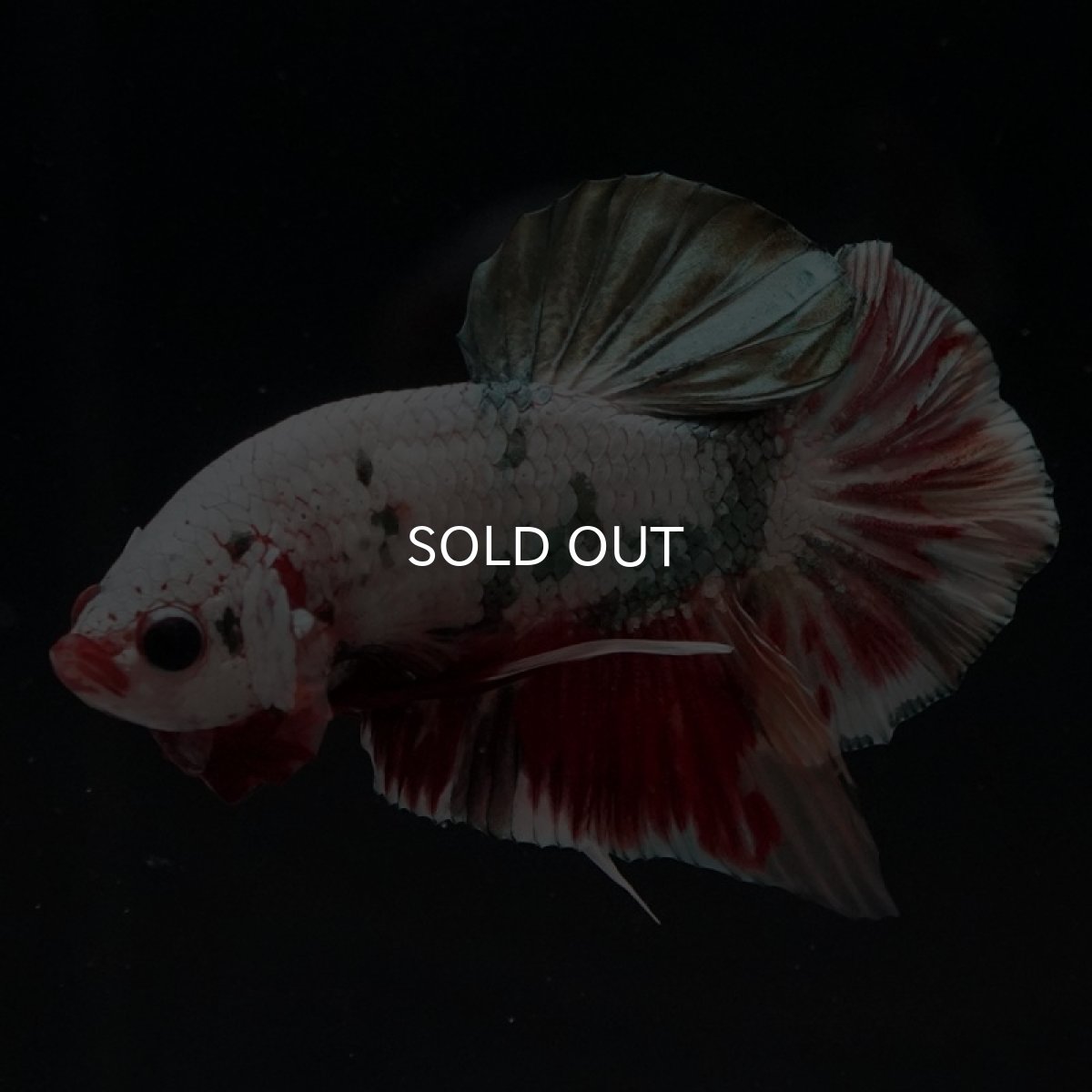 画像13: HMPK　キャンディカッパー (13)