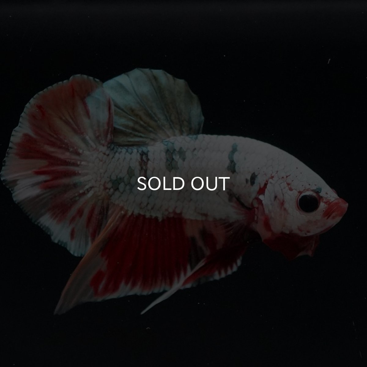 画像12: HMPK　キャンディカッパー (12)