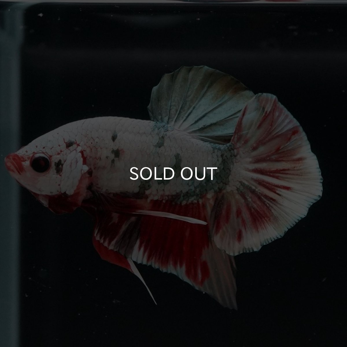 画像11: HMPK　キャンディカッパー (11)