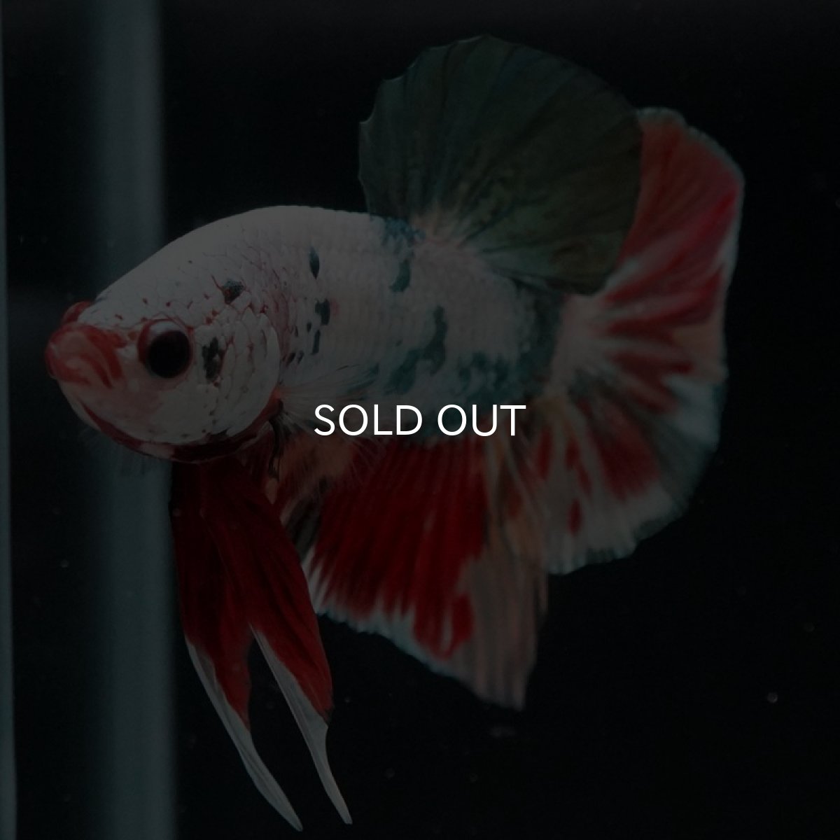 画像10: HMPK　キャンディカッパー (10)