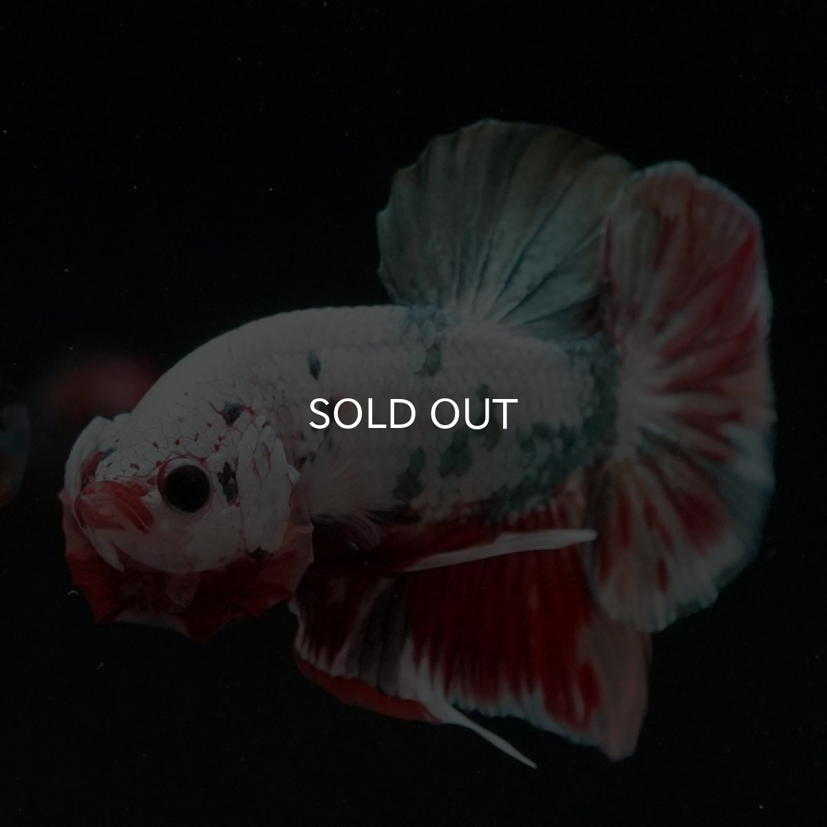 画像3: HMPK　キャンディカッパー (3)