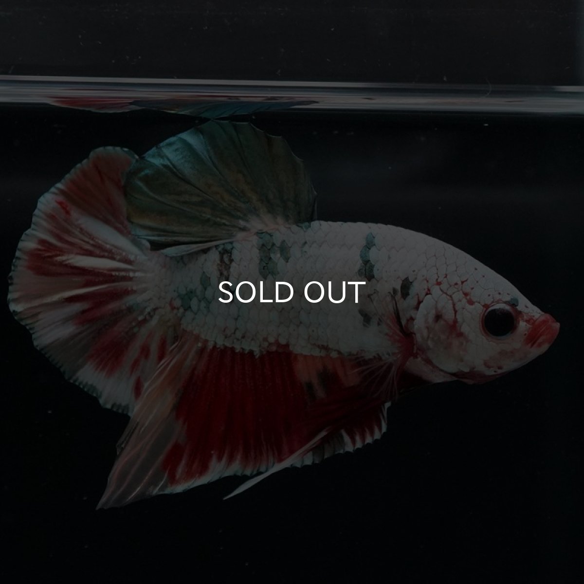 画像9: HMPK　キャンディカッパー (9)