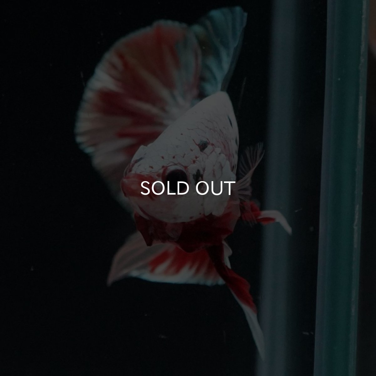 画像8: HMPK　キャンディカッパー (8)