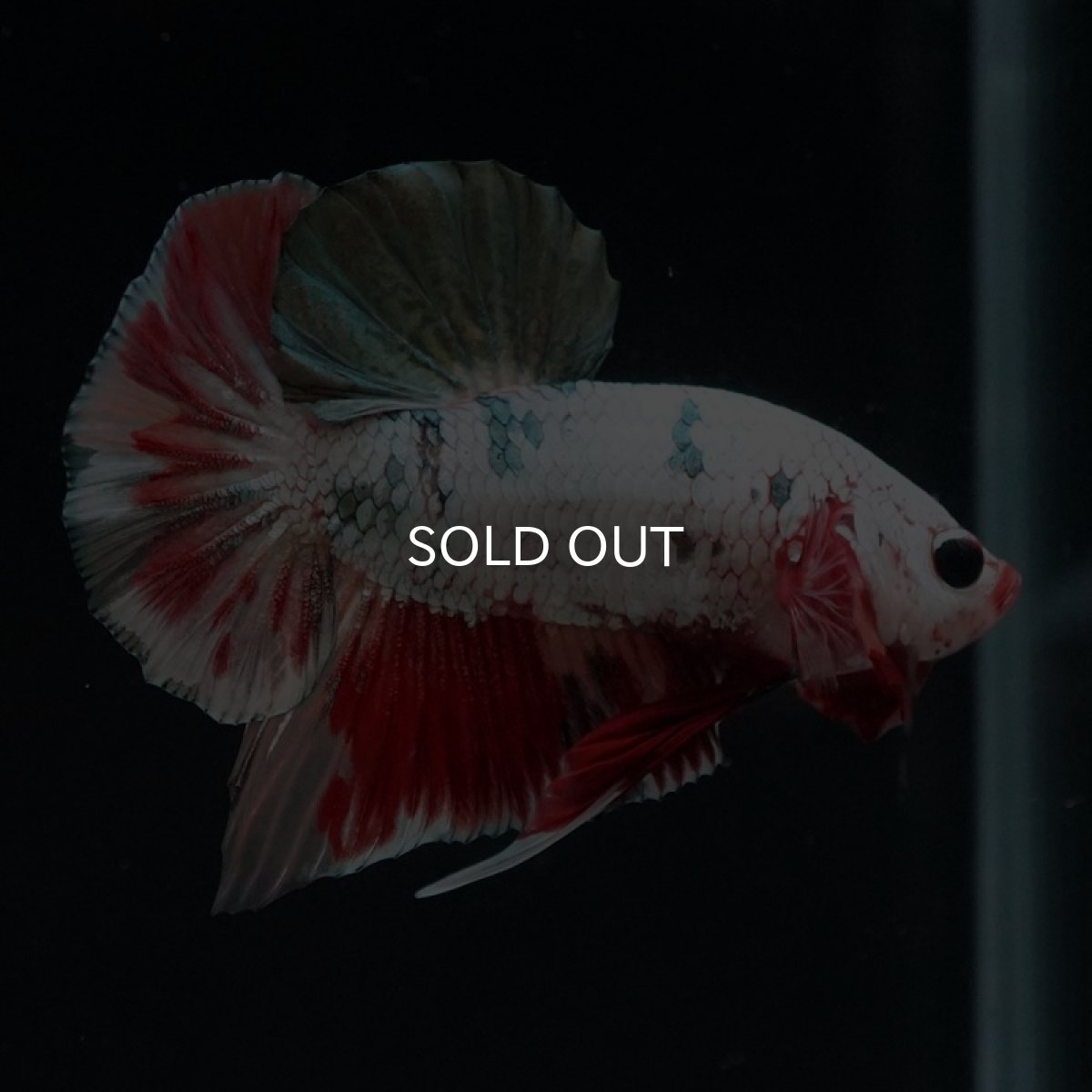 画像2: HMPK　キャンディカッパー (2)