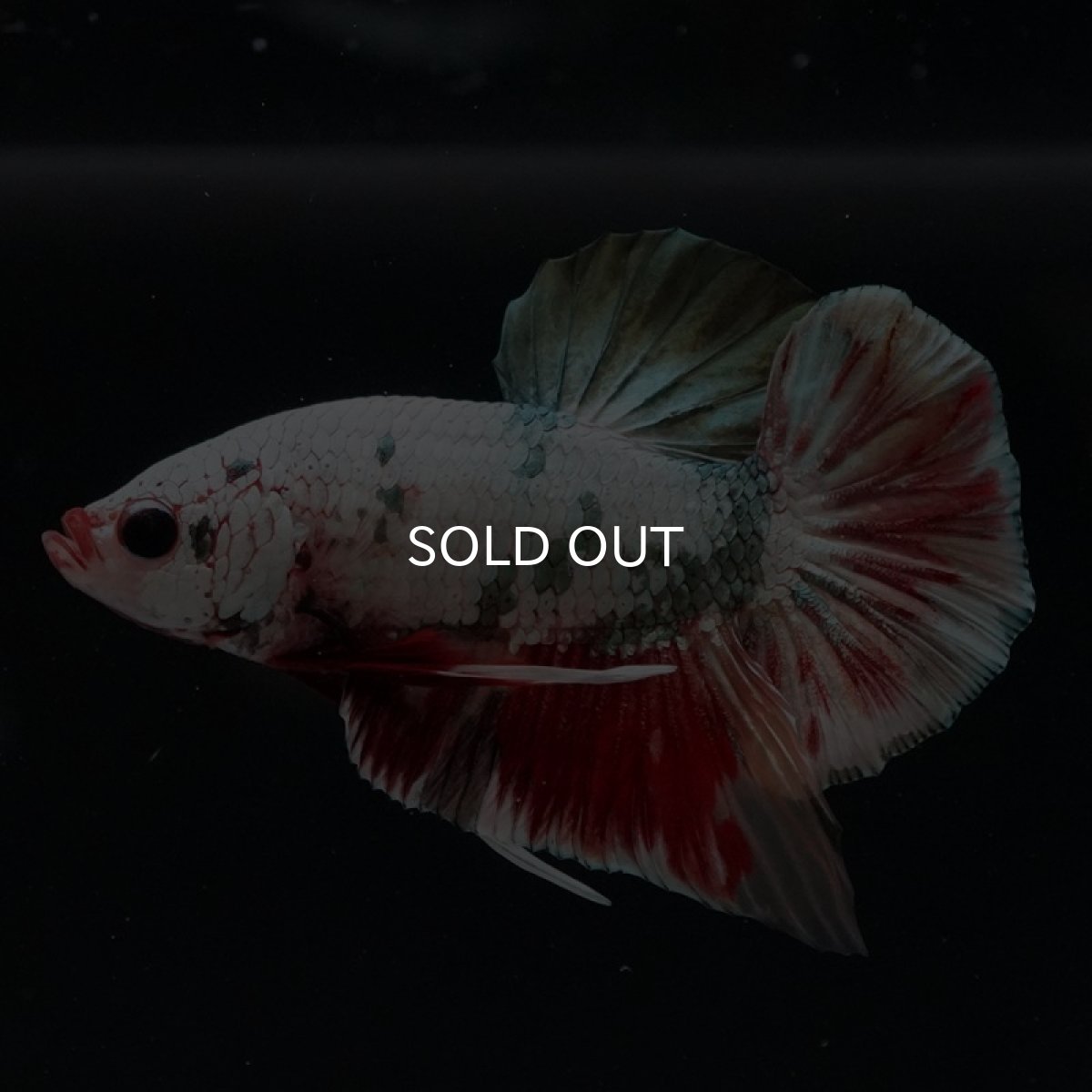 画像7: HMPK　キャンディカッパー (7)