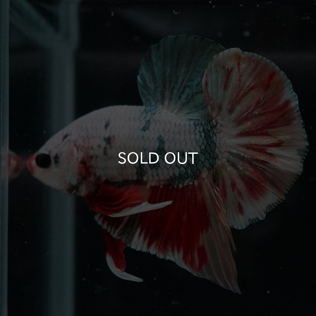 画像6: HMPK　キャンディカッパー (6)