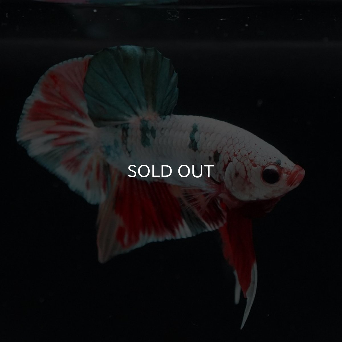 画像5: HMPK　キャンディカッパー (5)