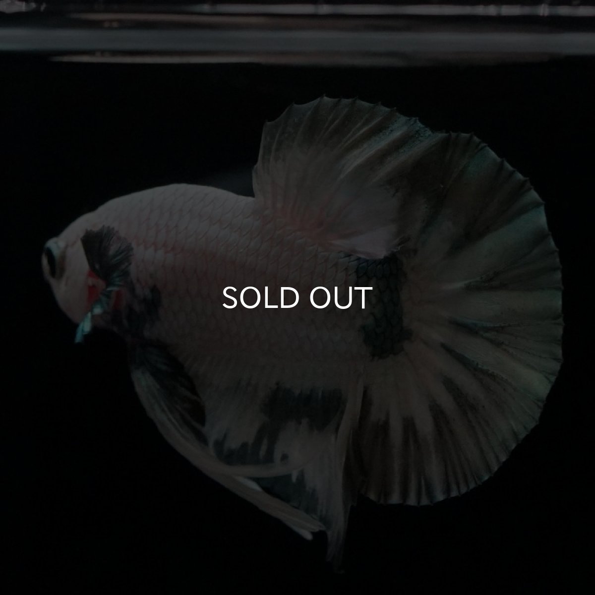 画像4: HMPK　ホワイトカッパーマーブル (4)