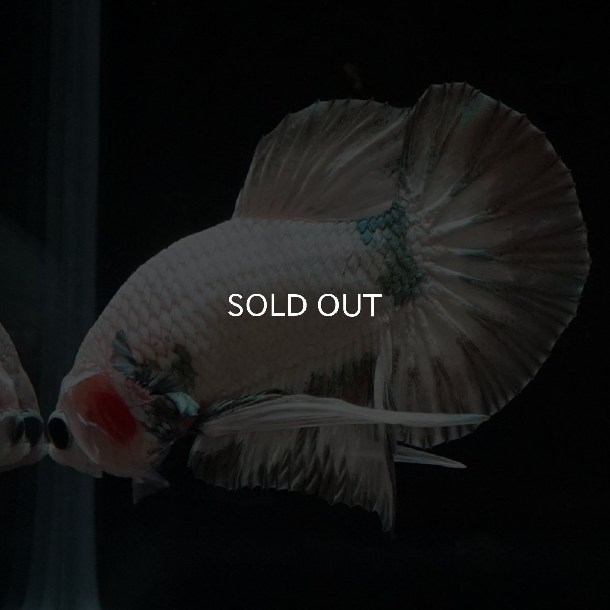 画像5: HMPK　ホワイトカッパーマーブル (5)