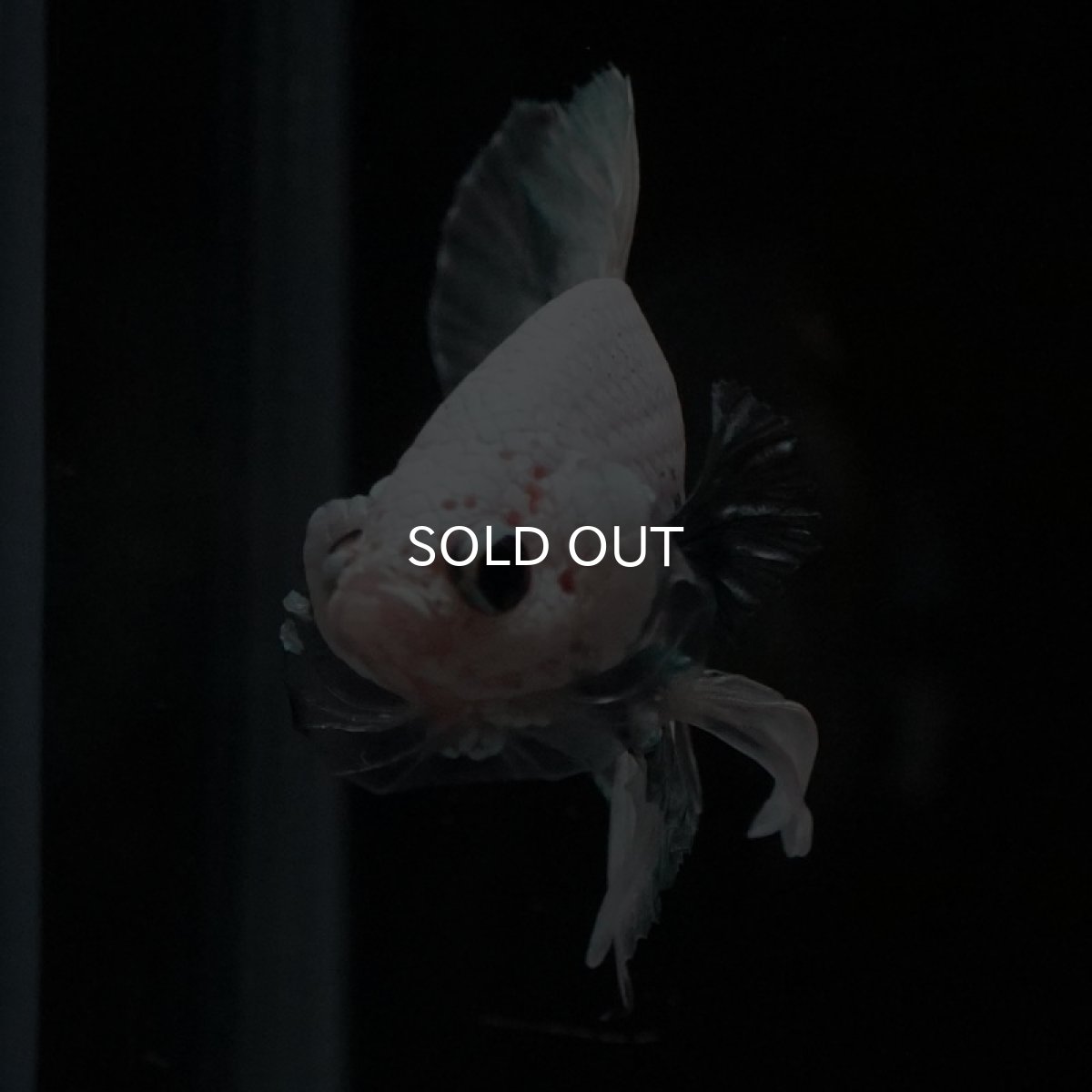 画像6: HMPK　ホワイトカッパーマーブル (6)