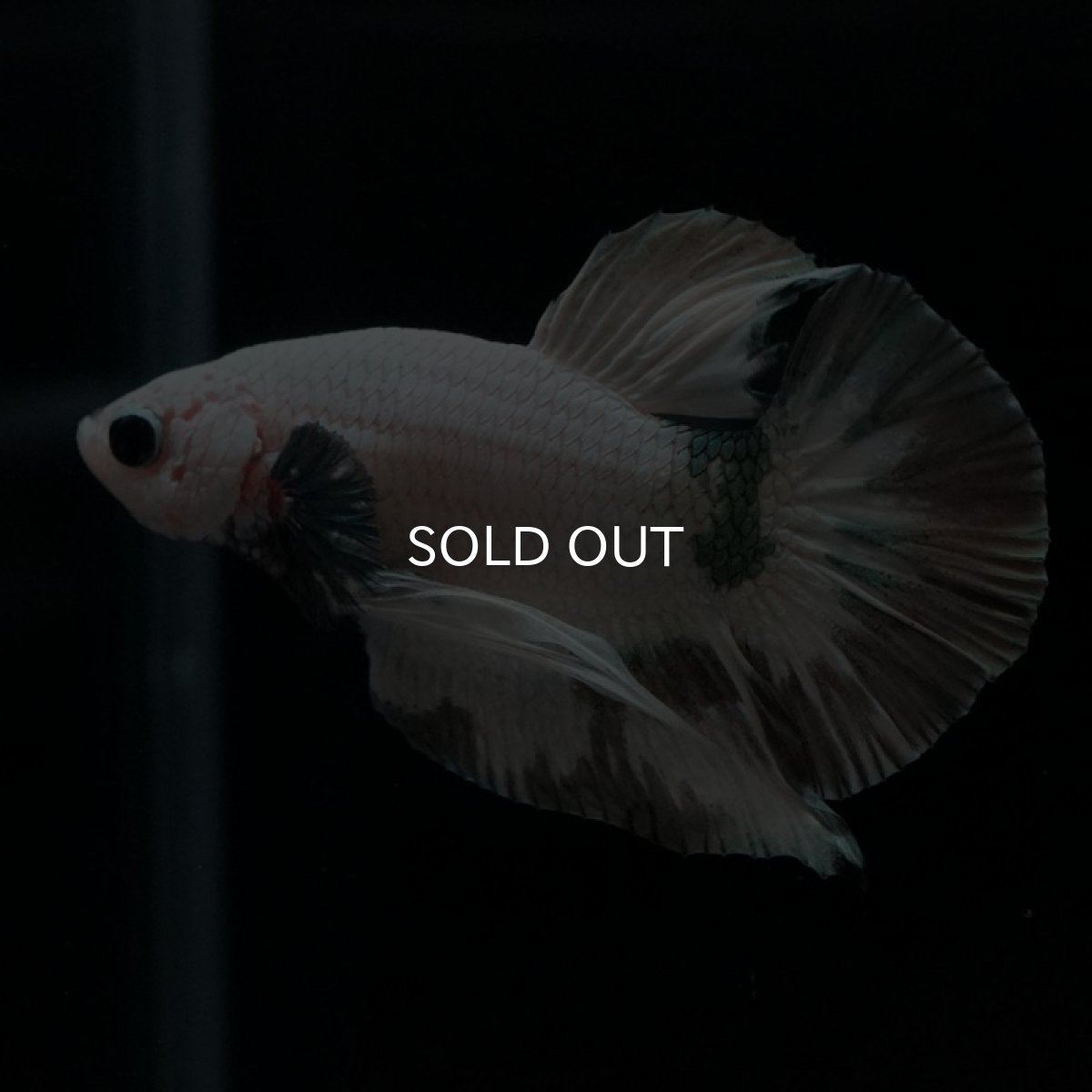 画像7: HMPK　ホワイトカッパーマーブル (7)