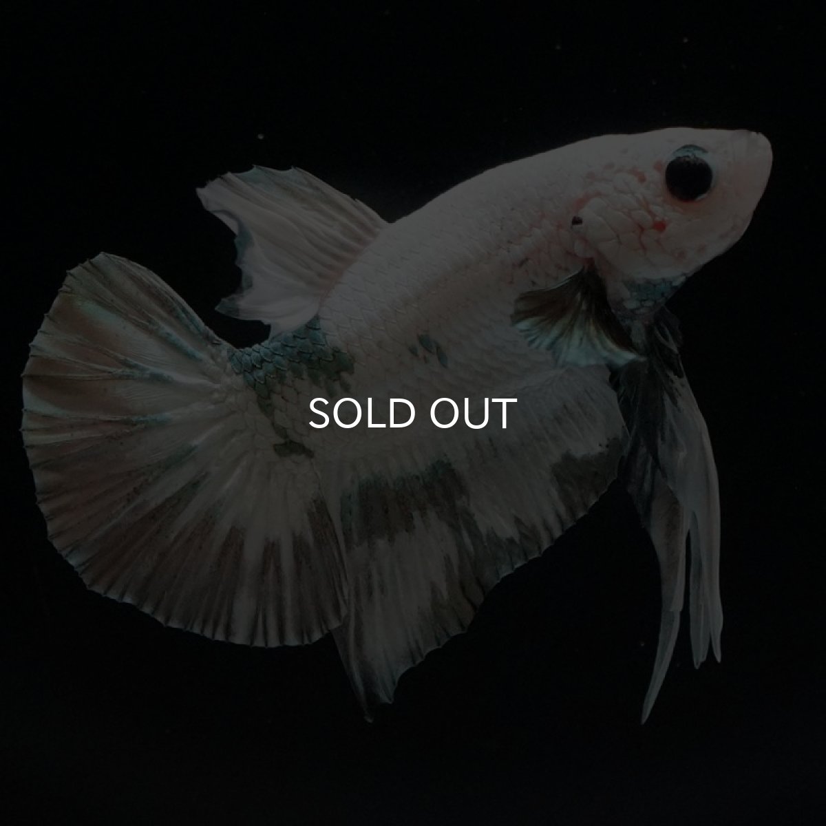 画像3: HMPK　ホワイトカッパーマーブル (3)