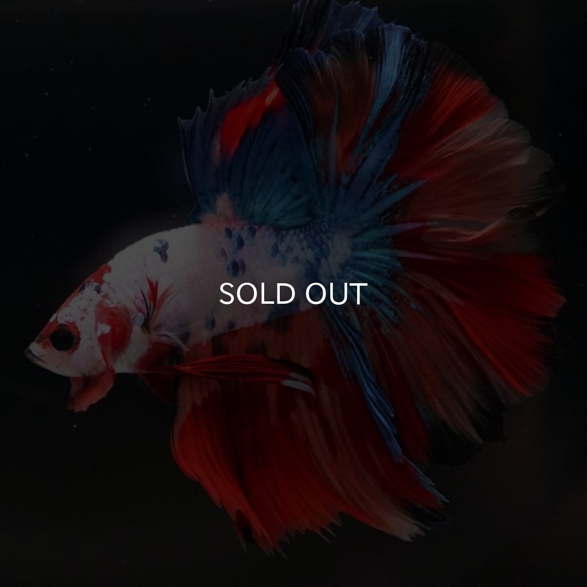 画像11: HM　キャンディギャラクシー　ローズテール (11)