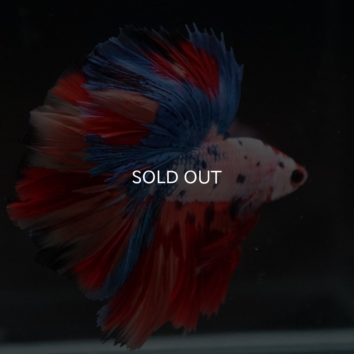 画像10: HM　キャンディギャラクシー　ローズテール (10)