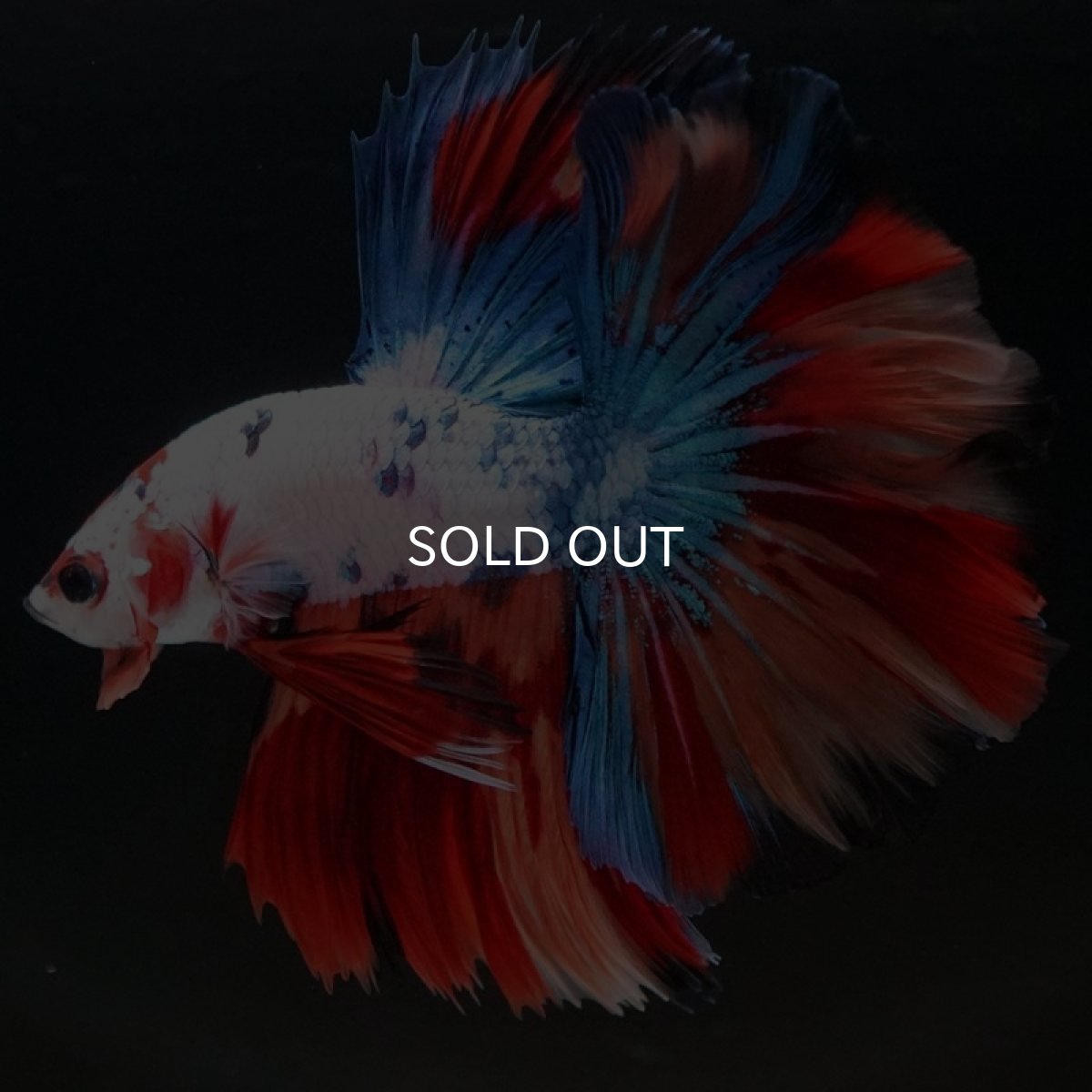 画像9: HM　キャンディギャラクシー　ローズテール (9)