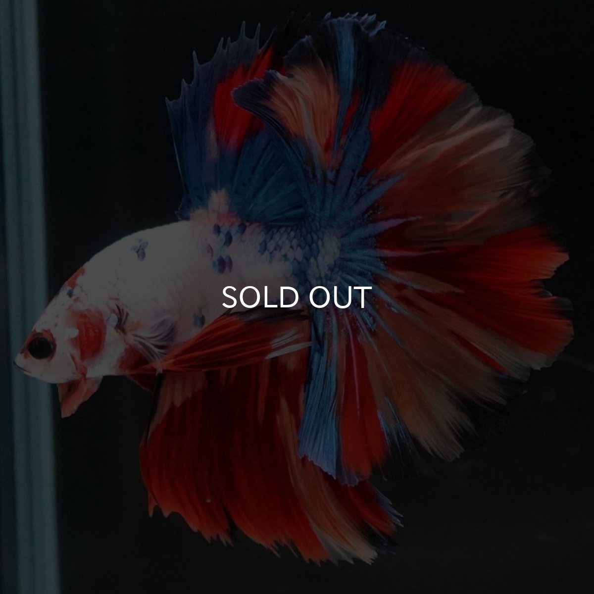 画像8: HM　キャンディギャラクシー　ローズテール (8)