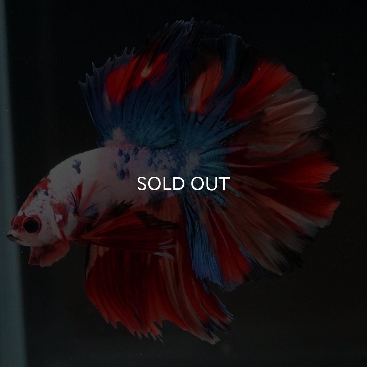 画像7: HM　キャンディギャラクシー　ローズテール (7)