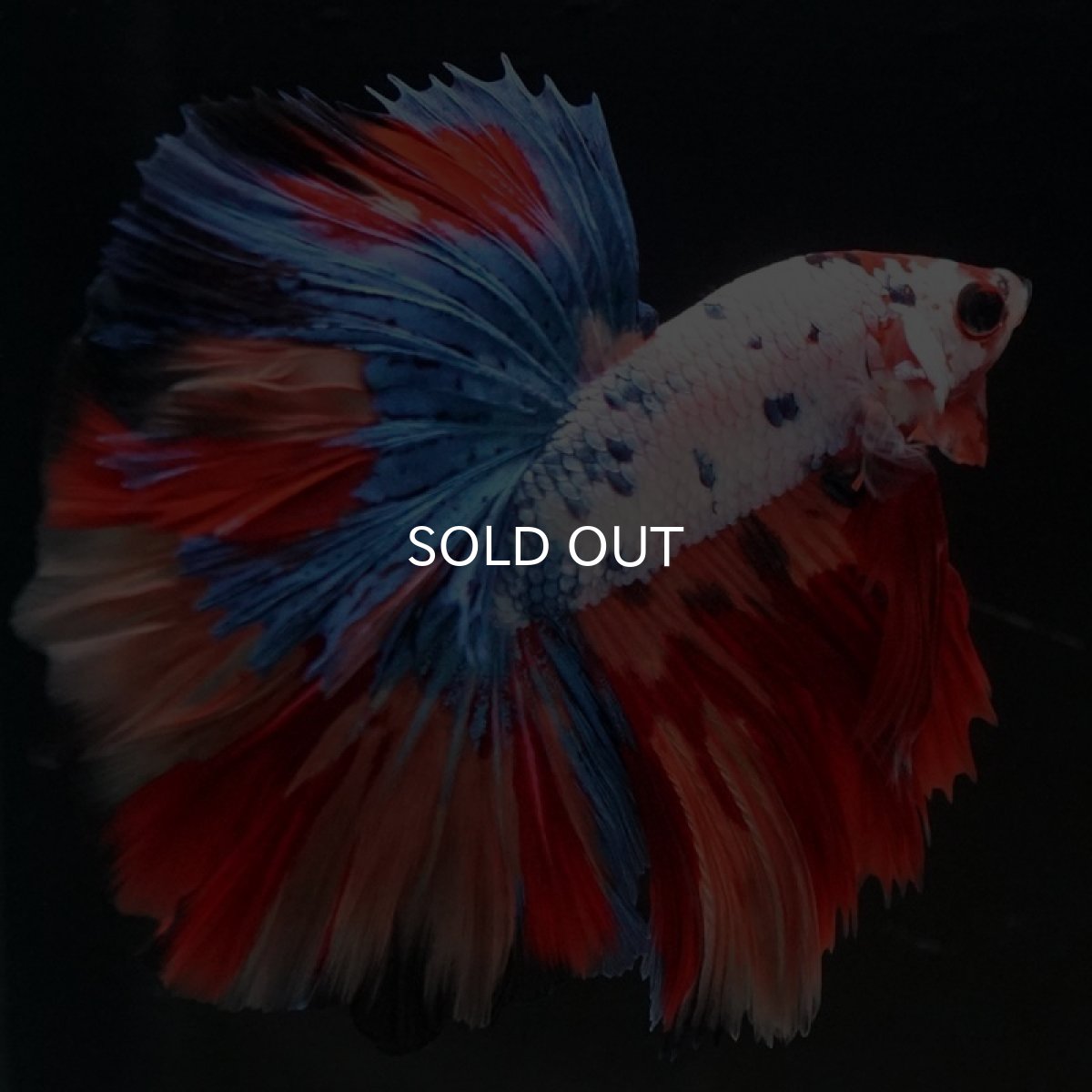 画像6: HM　キャンディギャラクシー　ローズテール (6)