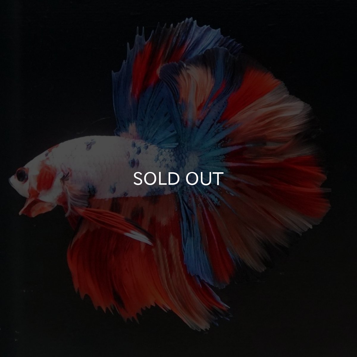 画像5: HM　キャンディギャラクシー　ローズテール (5)