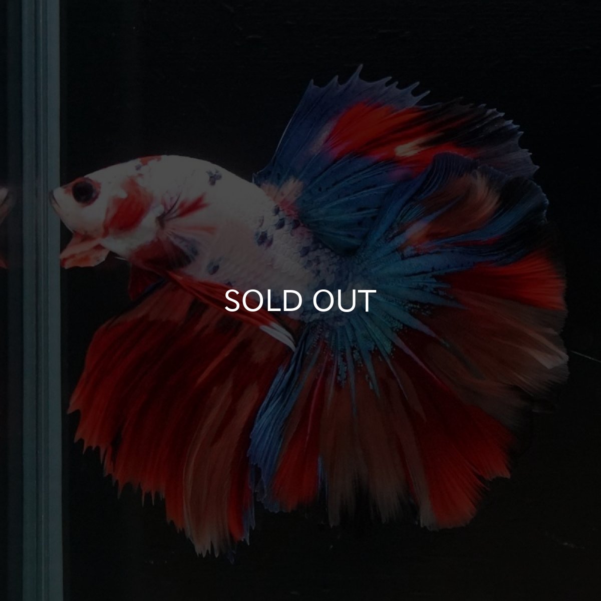 画像4: HM　キャンディギャラクシー　ローズテール (4)