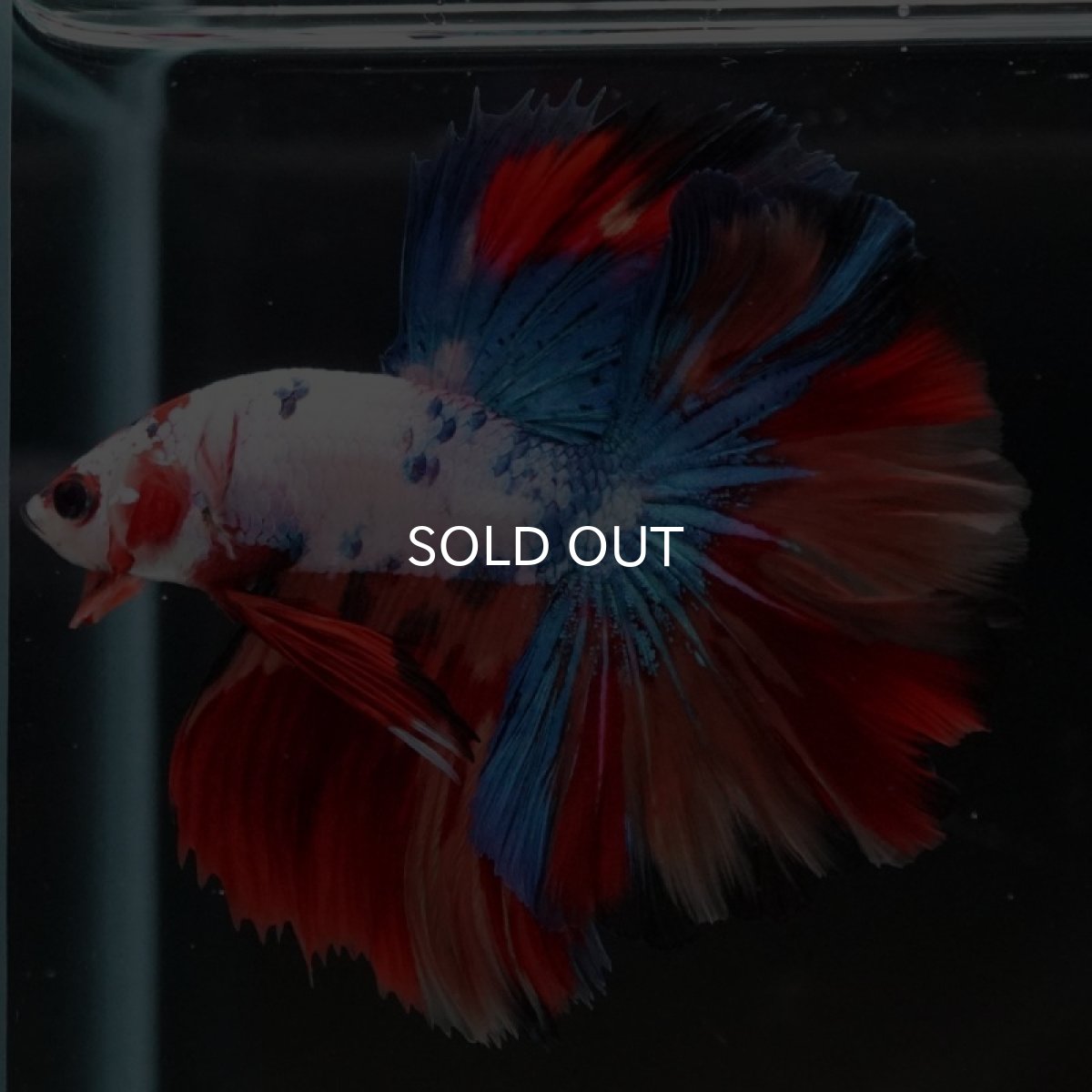 画像3: HM　キャンディギャラクシー　ローズテール (3)