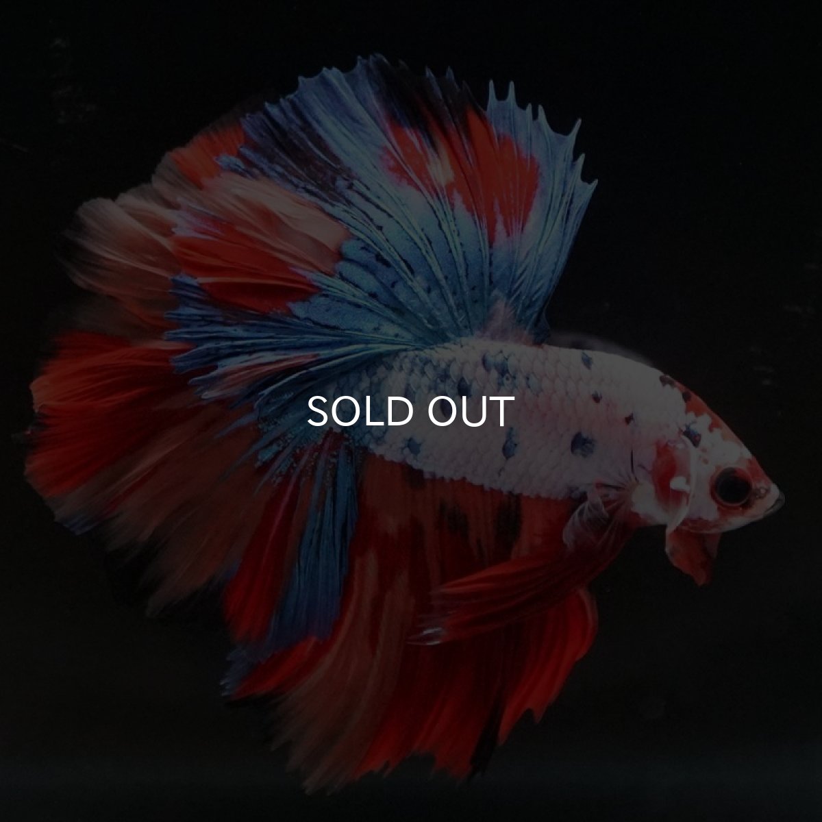 画像2: HM　キャンディギャラクシー　ローズテール (2)