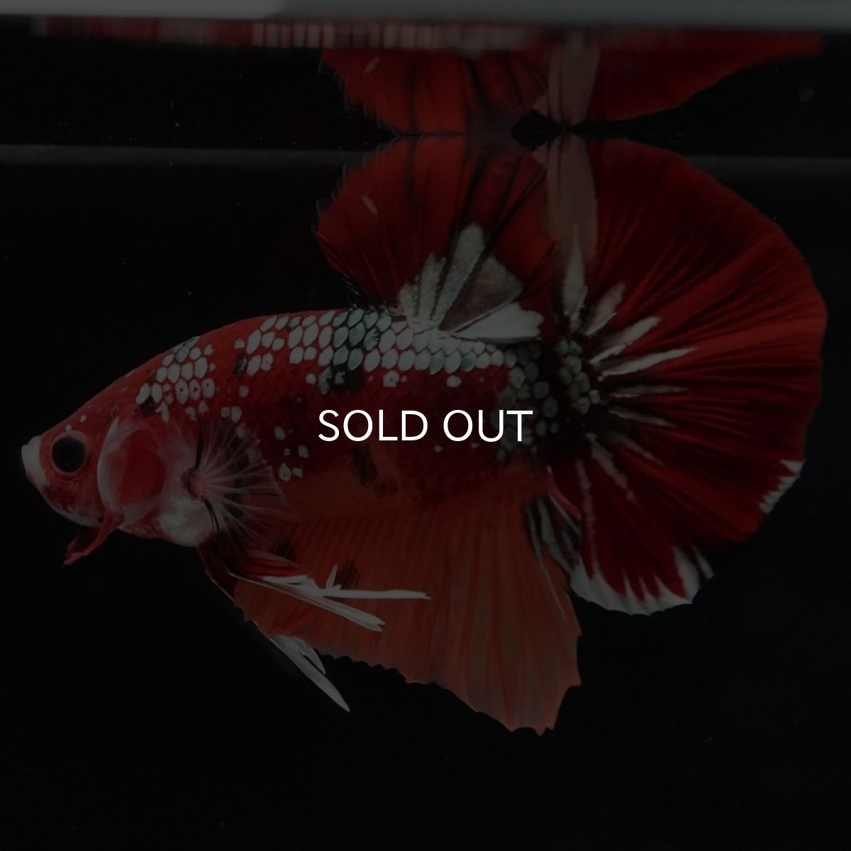 画像3: HMPK　キャンディカッパー (3)