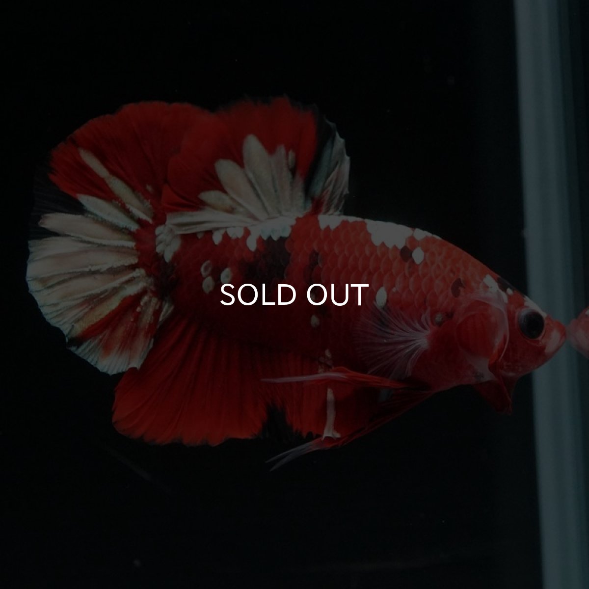 画像8: HMPK　鯉カッパー (8)