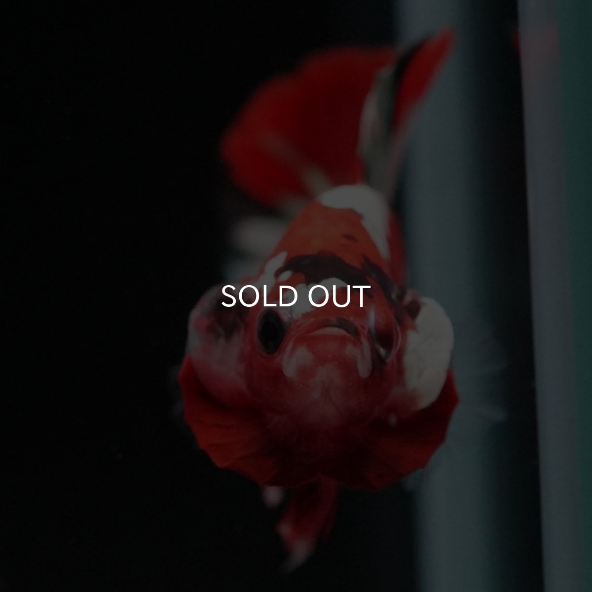 画像7: HMPK　鯉カッパー (7)