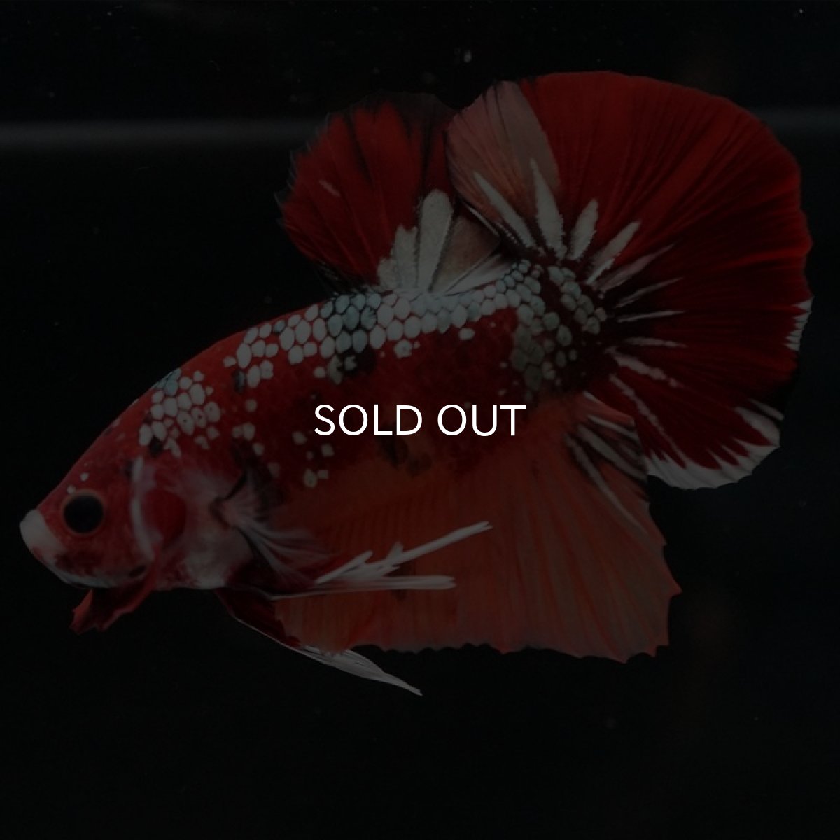 画像2: HMPK　キャンディカッパー (2)