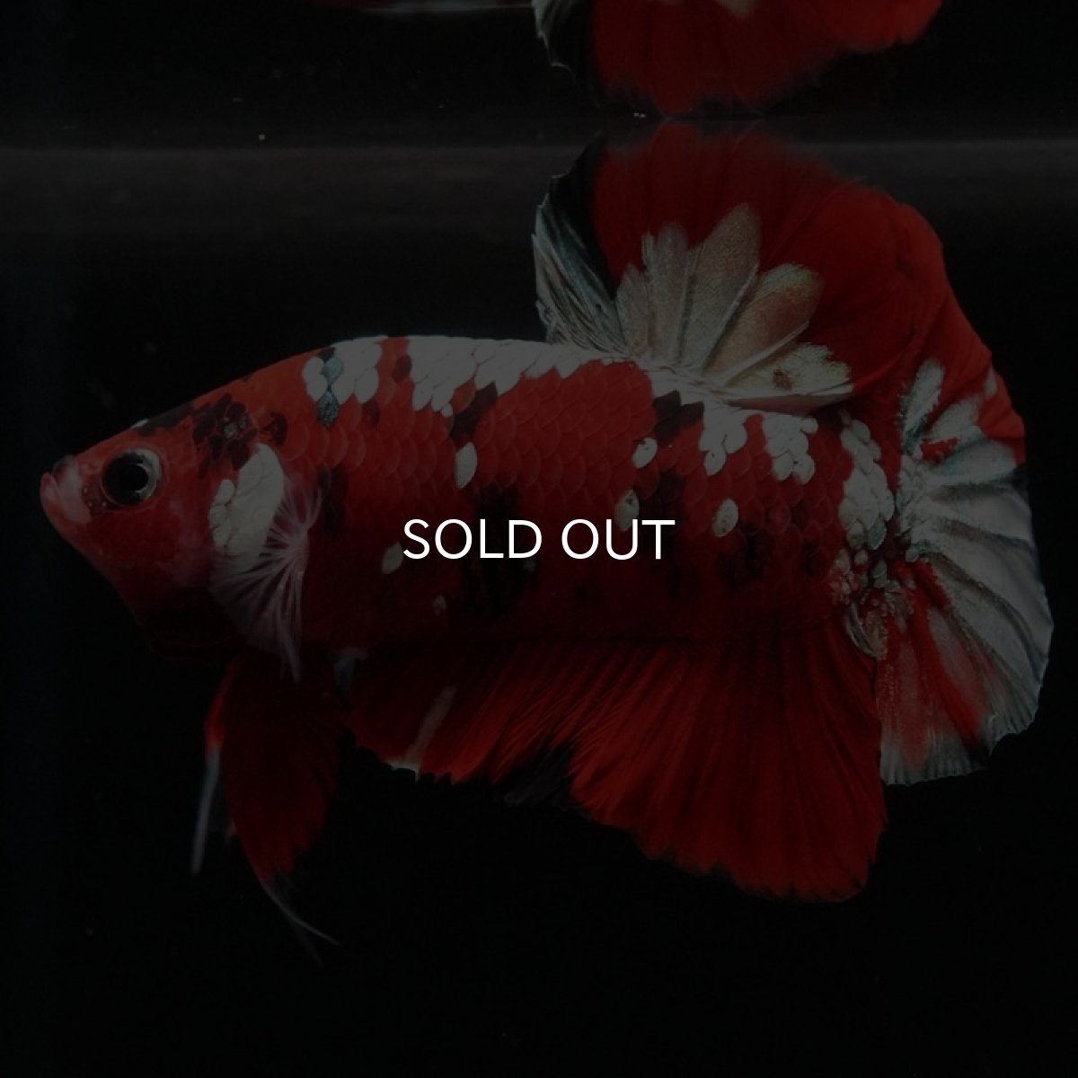 画像6: HMPK　鯉カッパー (6)