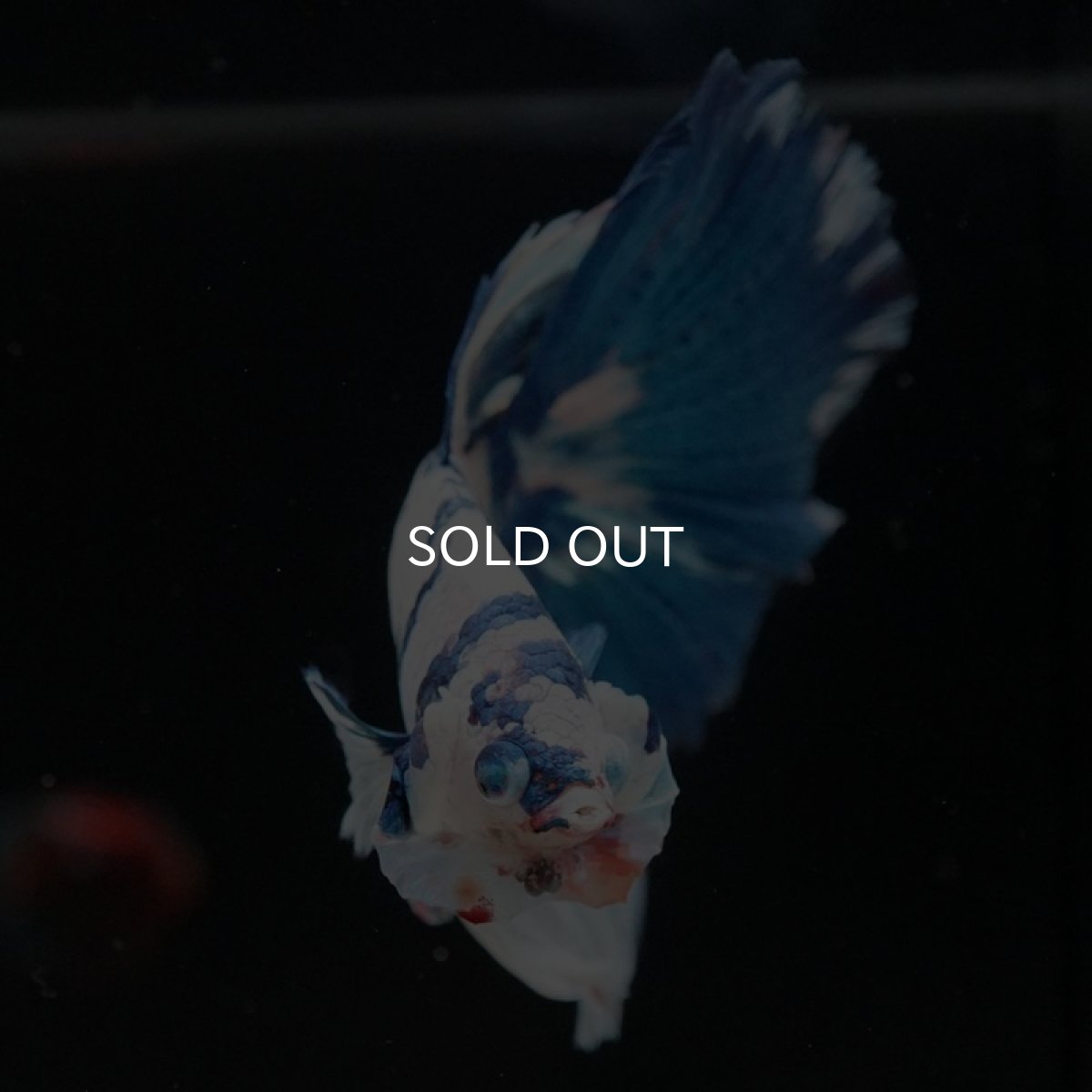 画像4: HM　ホワイトブル (4)