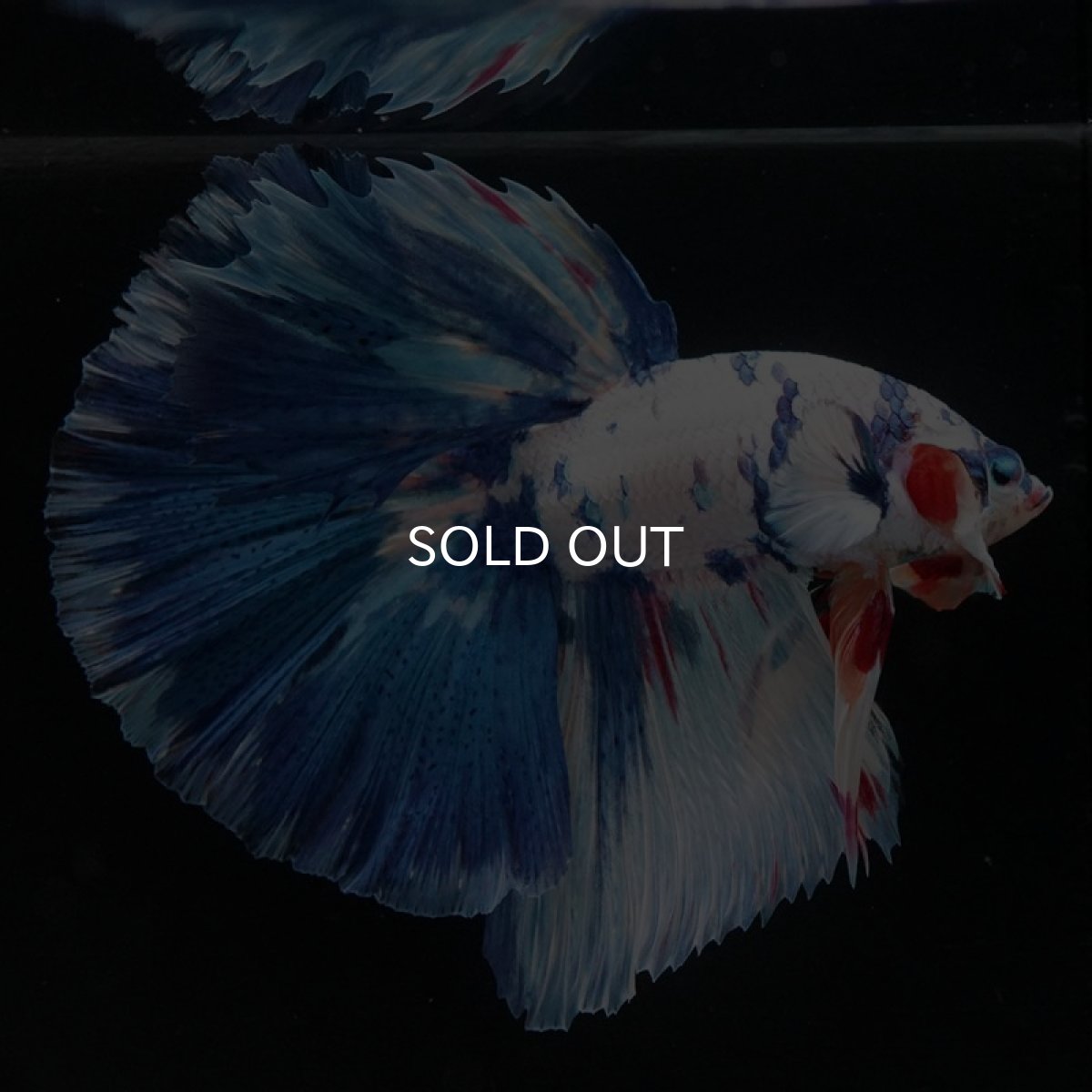 画像2: HM　ホワイトブル (2)