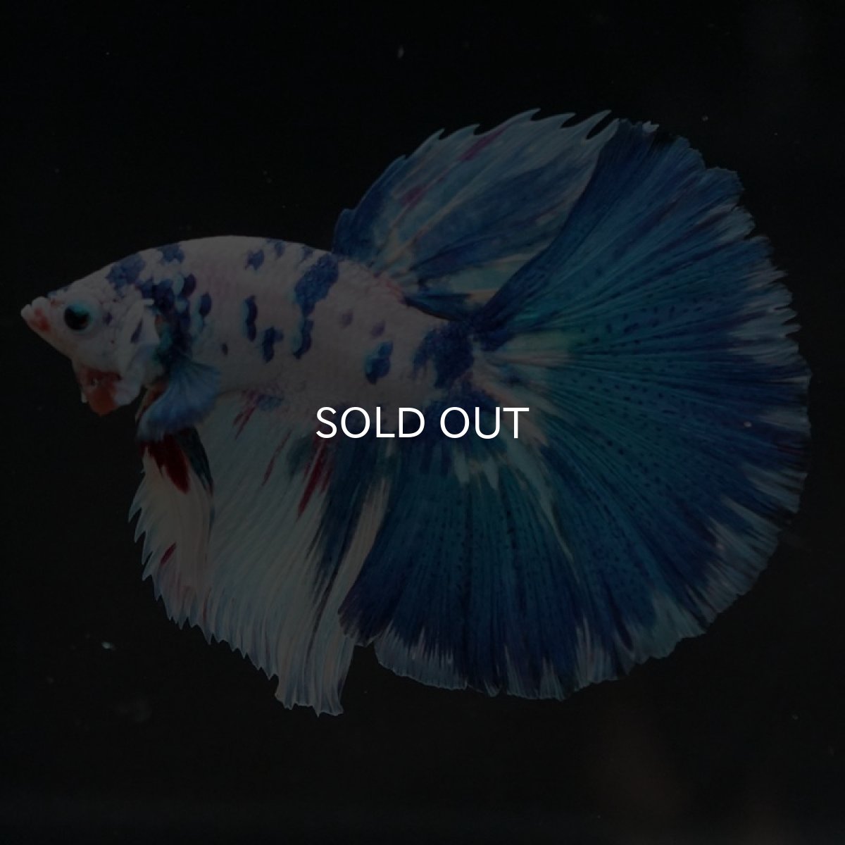 画像3: HM　ホワイトブル (3)