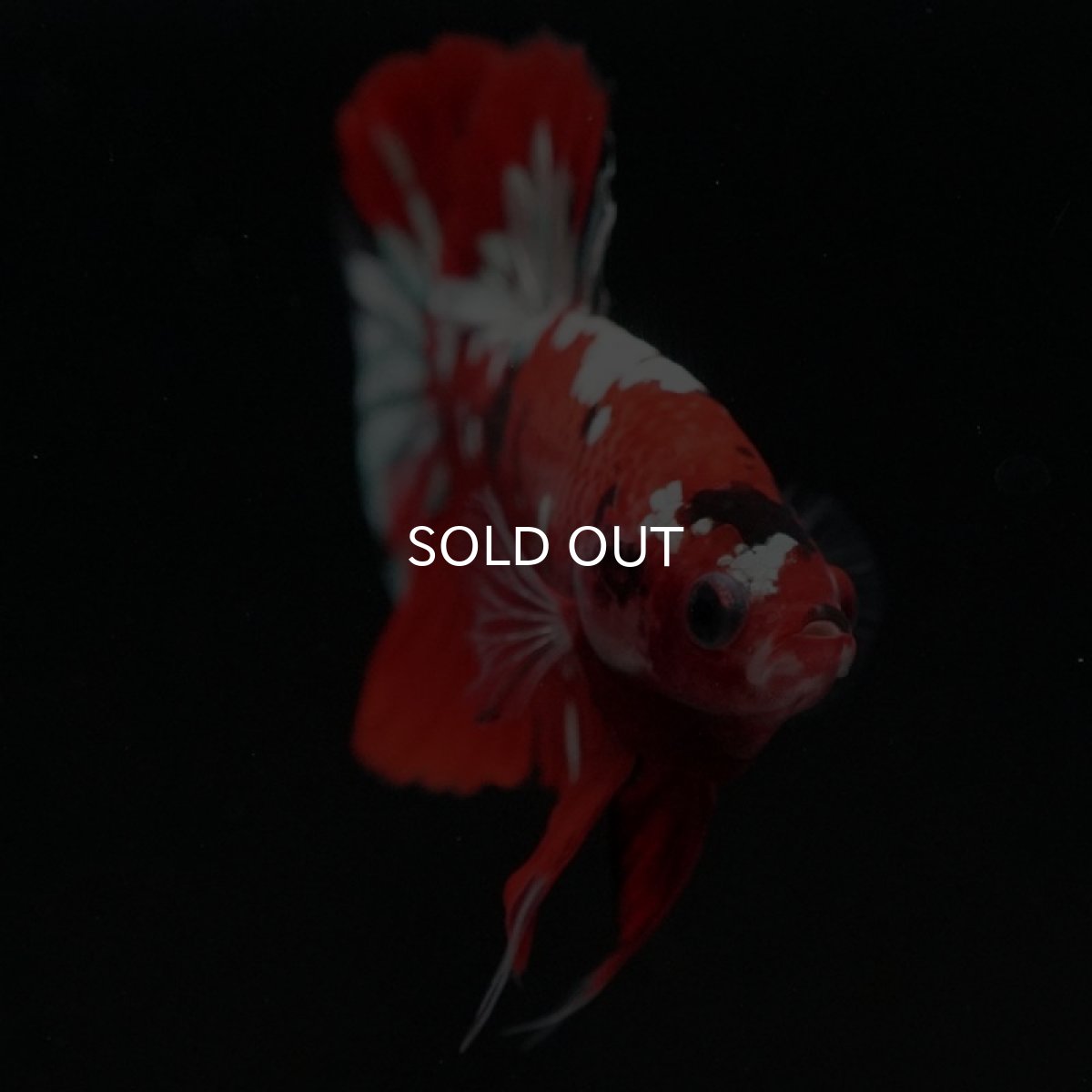 画像4: HMPK　鯉カッパー (4)