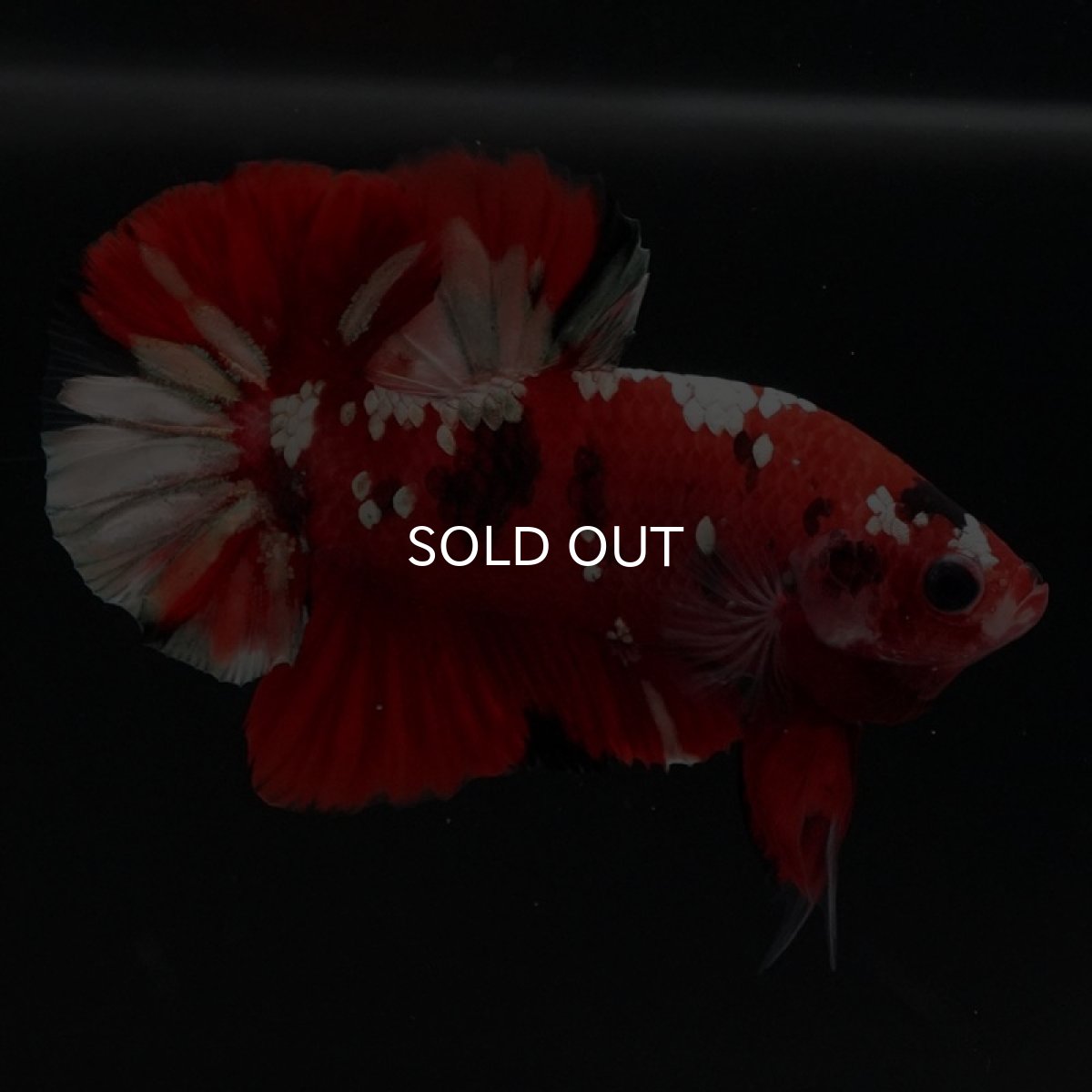 画像2: HMPK　鯉カッパー (2)