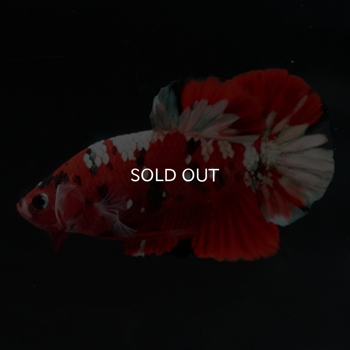 画像5: HMPK　鯉カッパー (5)