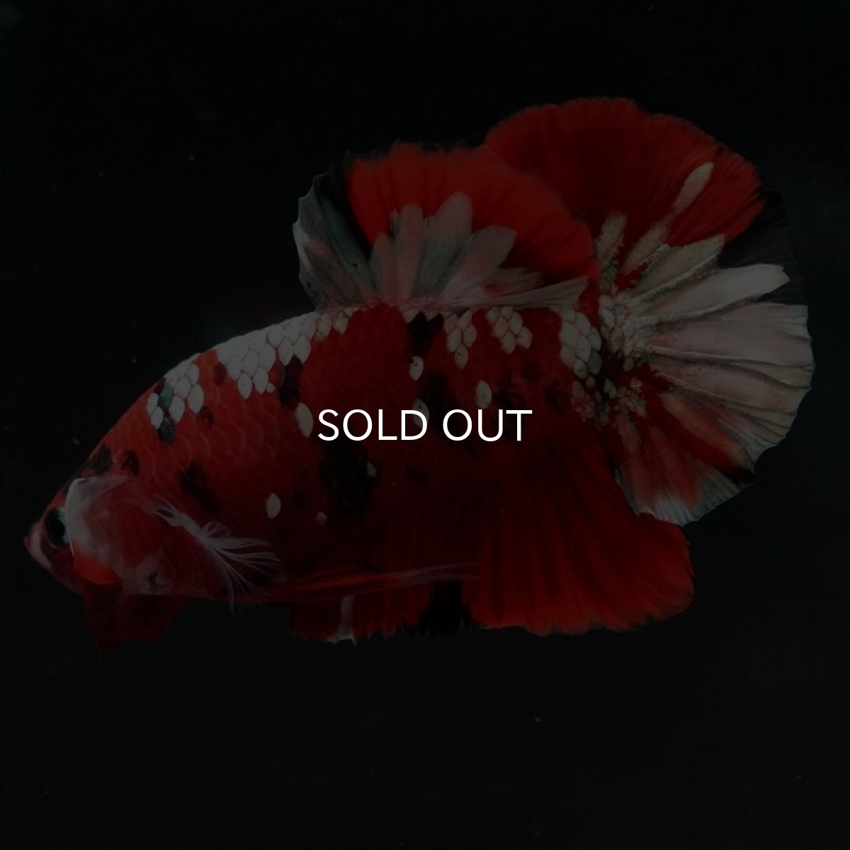 画像3: HMPK　鯉カッパー (3)