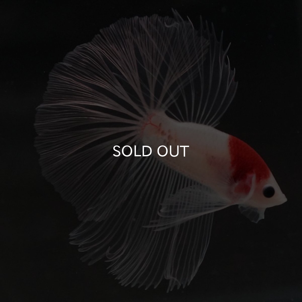 画像2: HM　丹頂 (2)